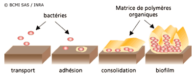 Figure 1 : Etapes schématiques de la formation d'un biofilm