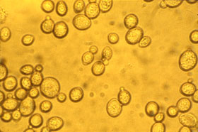  Saccharomyces cerevisiae , état frais, lumière blanche, grossissement x 1000