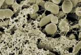 Le Site de l'Ultra-Propreté - © Photo INRA Les biofilms