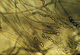 Le Site de l'Ultra-Propreté - © Photo AgroParisTech La contamination microbiologique