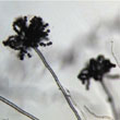 Aspergillus niger (culture sur lame, conidies, grossissement x 400)