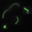 Lactobacillus delbruckii (marquage fluorescent de viabilité, gr. X 1000)