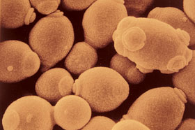 Saccharomyces cerevisiae, microscopie à balayage