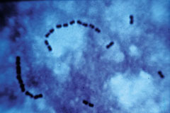 Streptococcus, grossissement x 1000