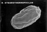 Indicateurs biologiques stérilisation geobacillus stearo thermophilus