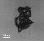 Figure 2 : Endommagement laser sur une optique de silice contaminée